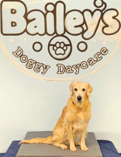 baileys header image